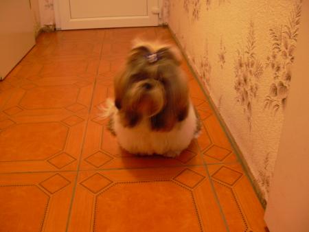 Ca c'estle chien de papi et mamie il est très beau il m'aime bien et moi aussi mais.... que pour tirer ses poils !